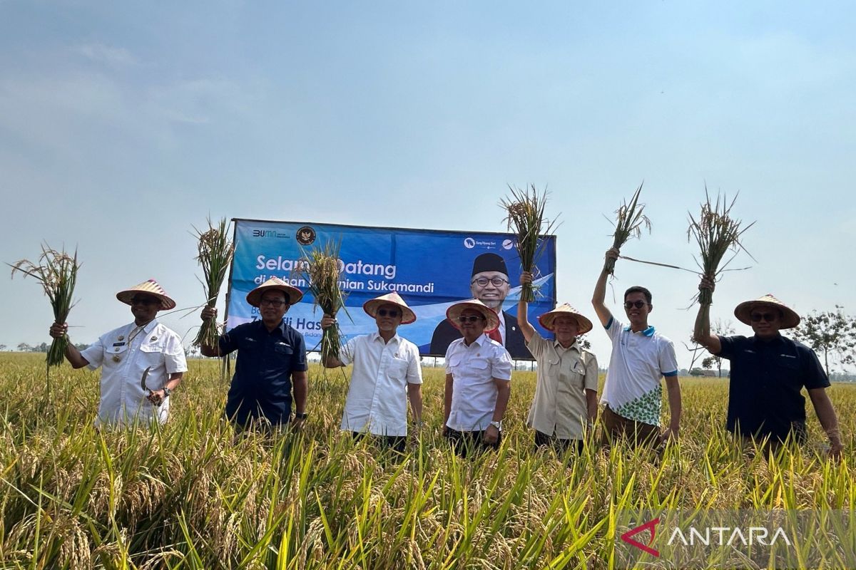 Menko Zulkifli sebut bibit padi unggul mampu tingkatkan produksi beras