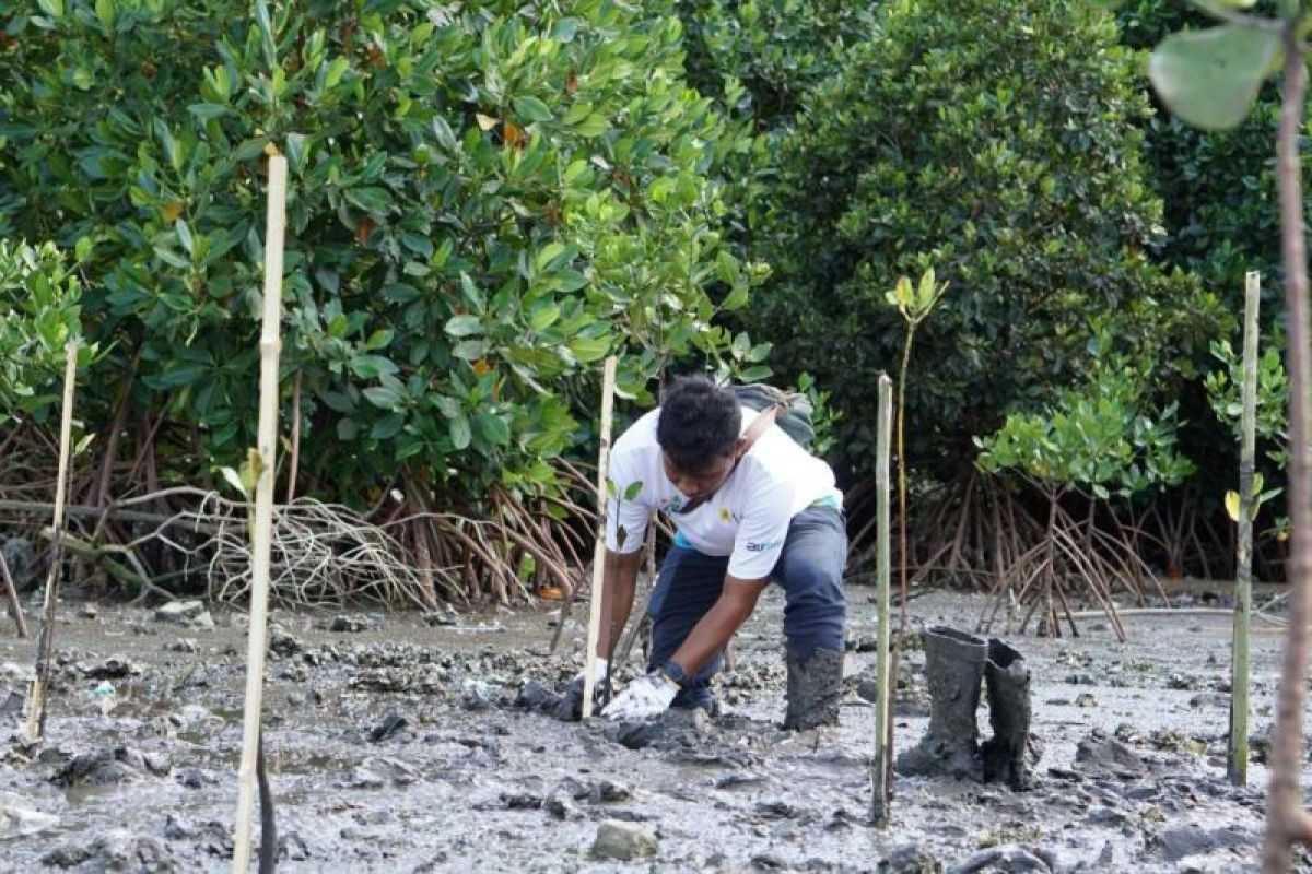 PLN dorong ekowisata lewat penanaman 15.000 mangrove di batas Kota Bima