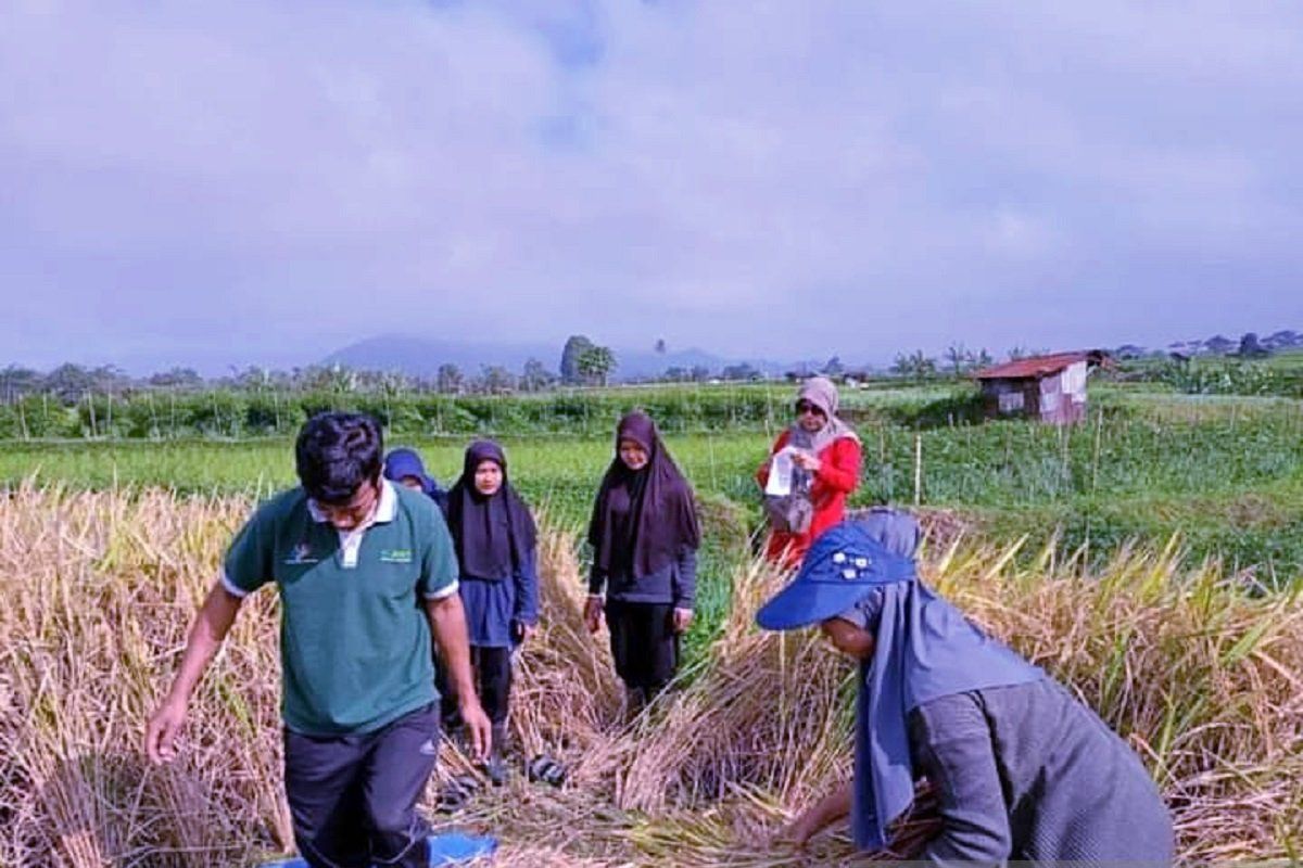 Asuransi petani padi Padang Panjang upaya tingkatkan ketahanan pangan