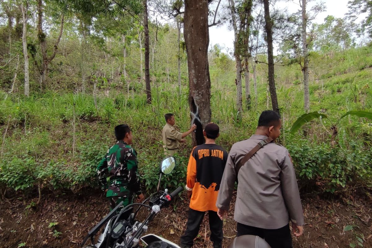 Petugas identifikasi puluhan pohon rapuh di jalur Trenggalek-Pacitan