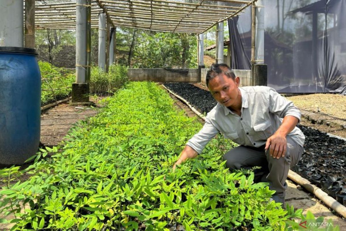 Mengubah lahan kritis menjadi ekosistem biomassa di Bojongkapol, Jawa Barat,