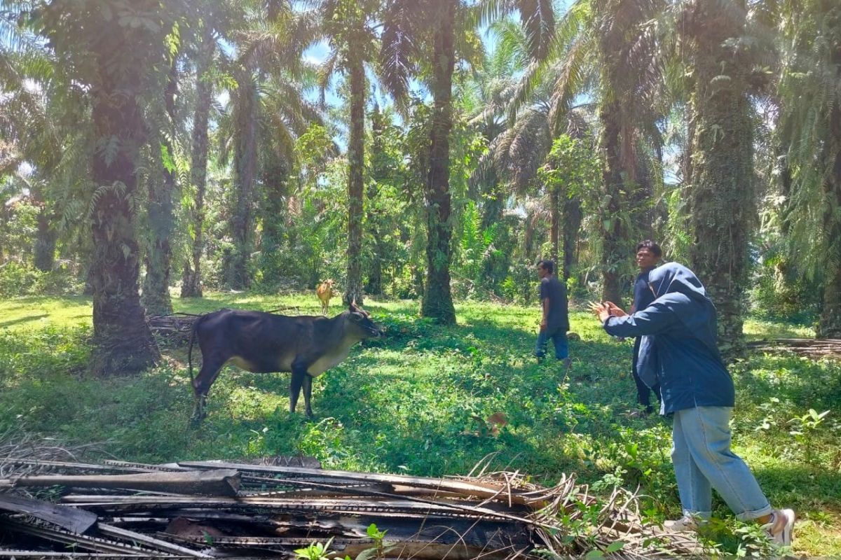 Kelompok binaan BKSDA Sumbar berhasil kembangkan ternak sapi