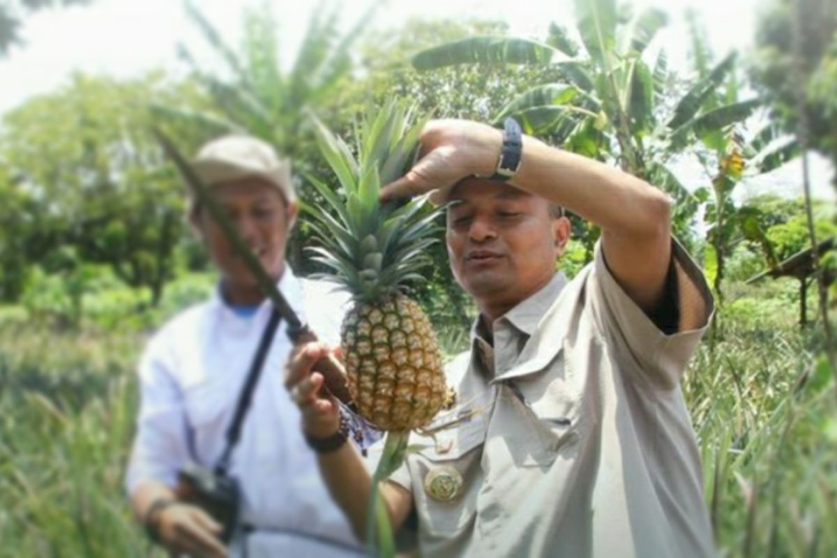 Pj Bupati Subang harapkan tata kelola buah nanas dapat diperbaiki agar berkembang