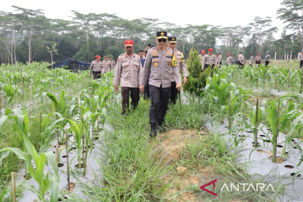 Kapolda Babel tinjau kebun ketahanan pangan dukung program percepatan swasembada pangan pemerintah