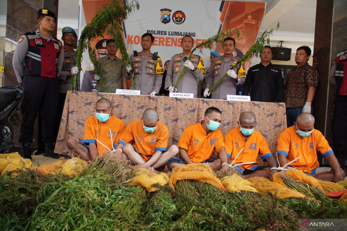 Polres Lumajang kembali temukan ribuan batang ganja di lereng Semeru