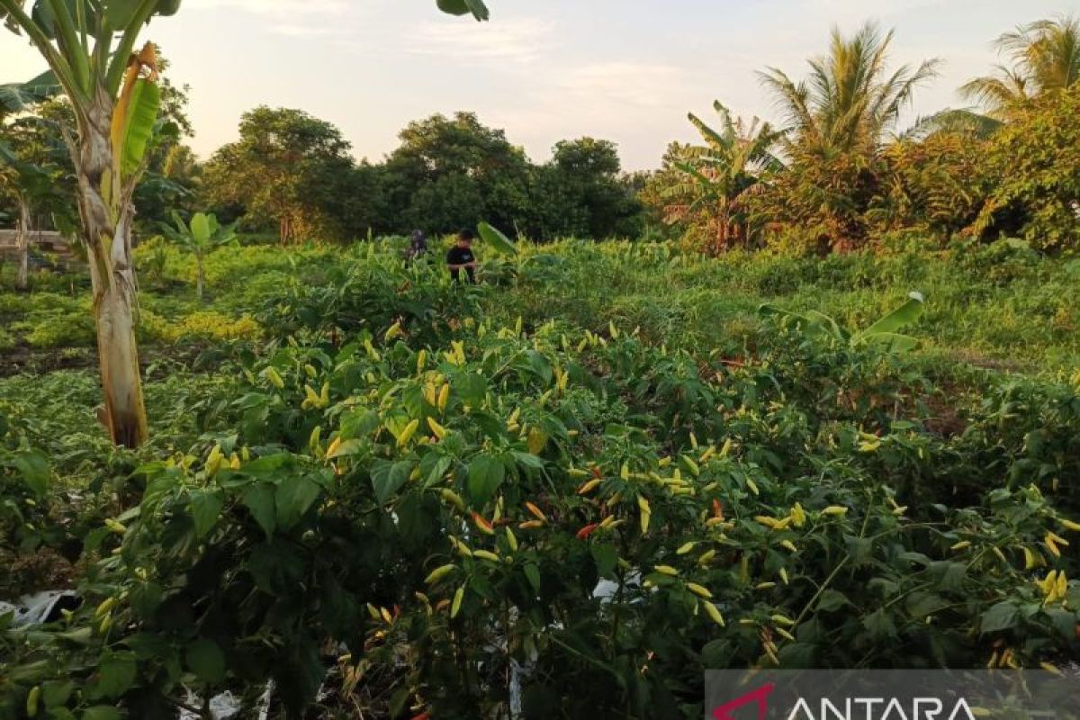 Nilai tukar petani Babel naik 0,75 persen