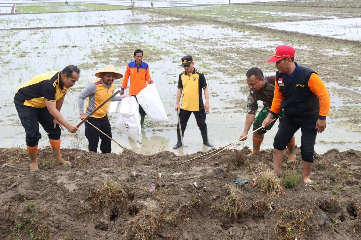 Polres Kudus bantu  petani berantas hama tikus