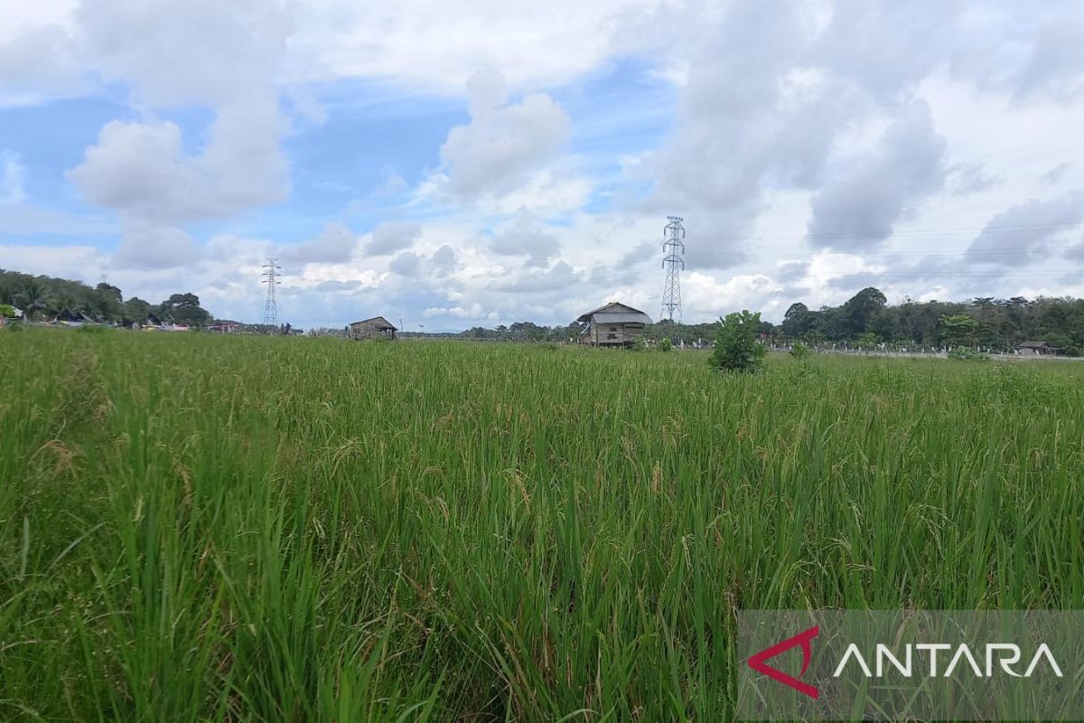 Produksi padi petani Bangka Belitung naik jadi 75.6 ton