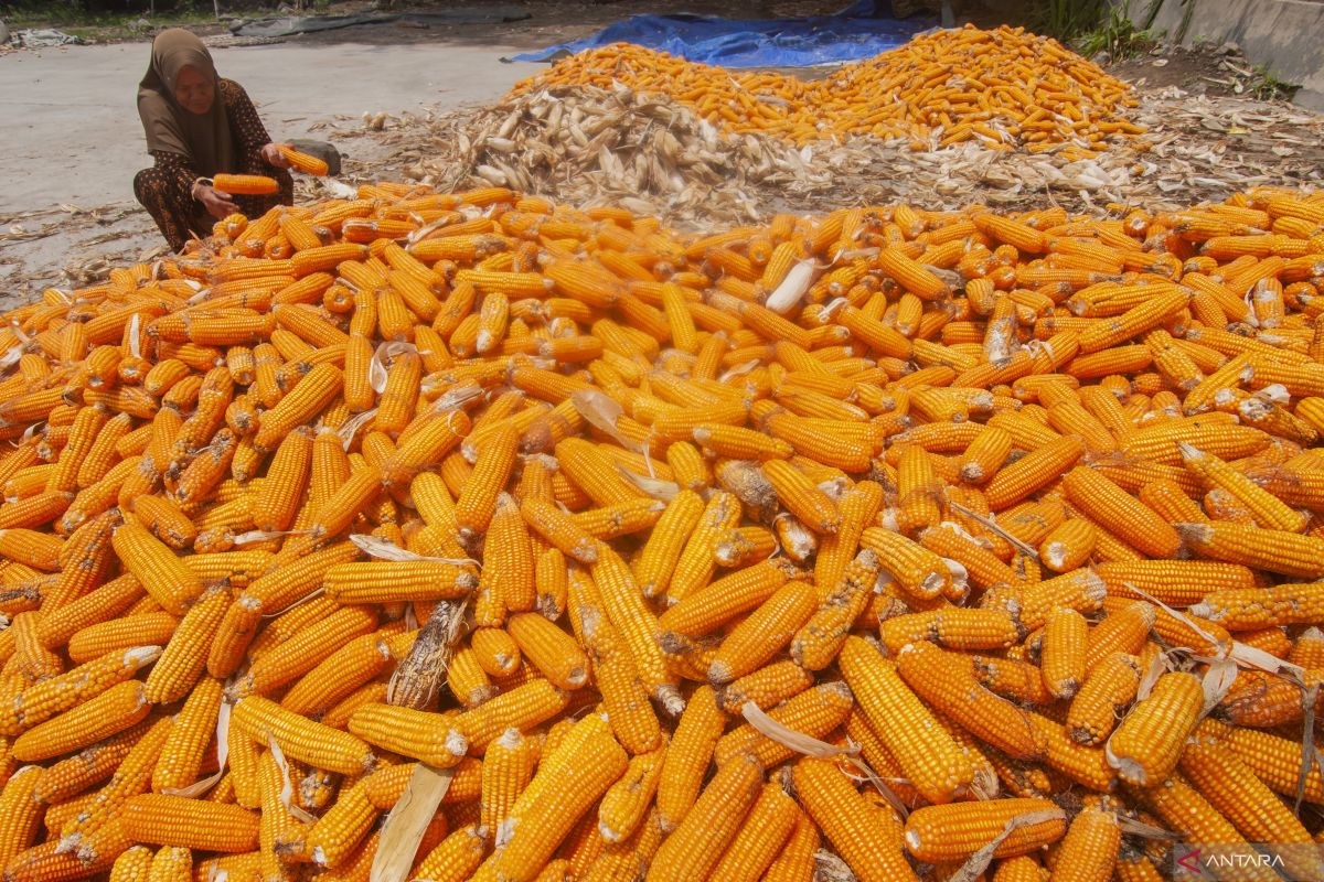 Pemkab Jayapura mendorong warga produksi jagung kering