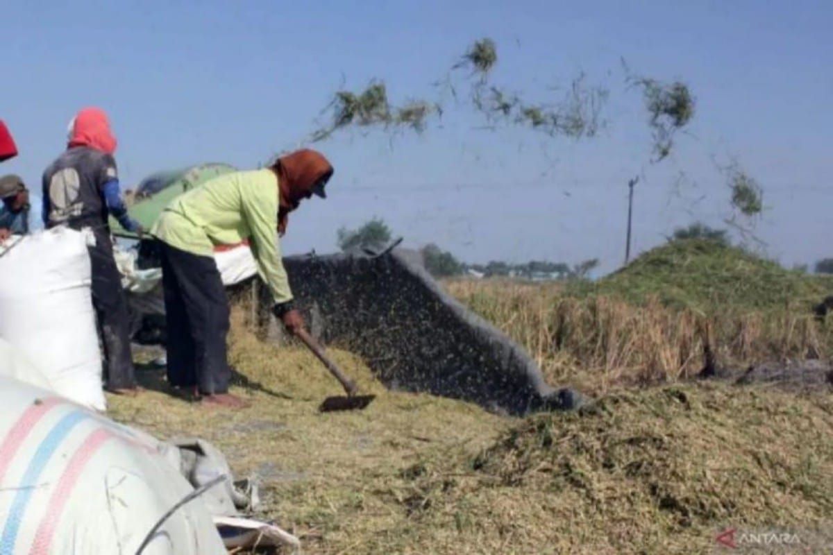 Harga gabah kering panen di Sumut  turun pada Oktober 2024