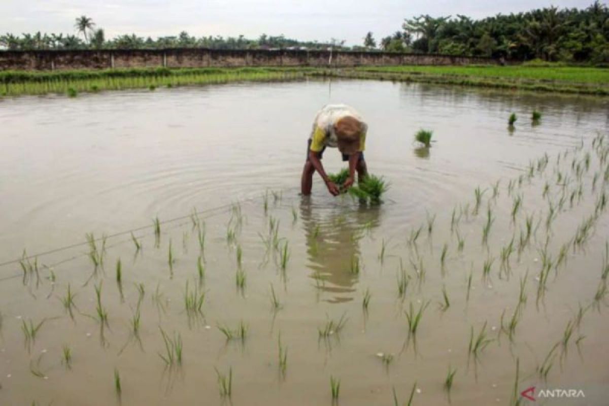 Nilai tukar petani Sumut tumbuh positif pada Oktober 2024