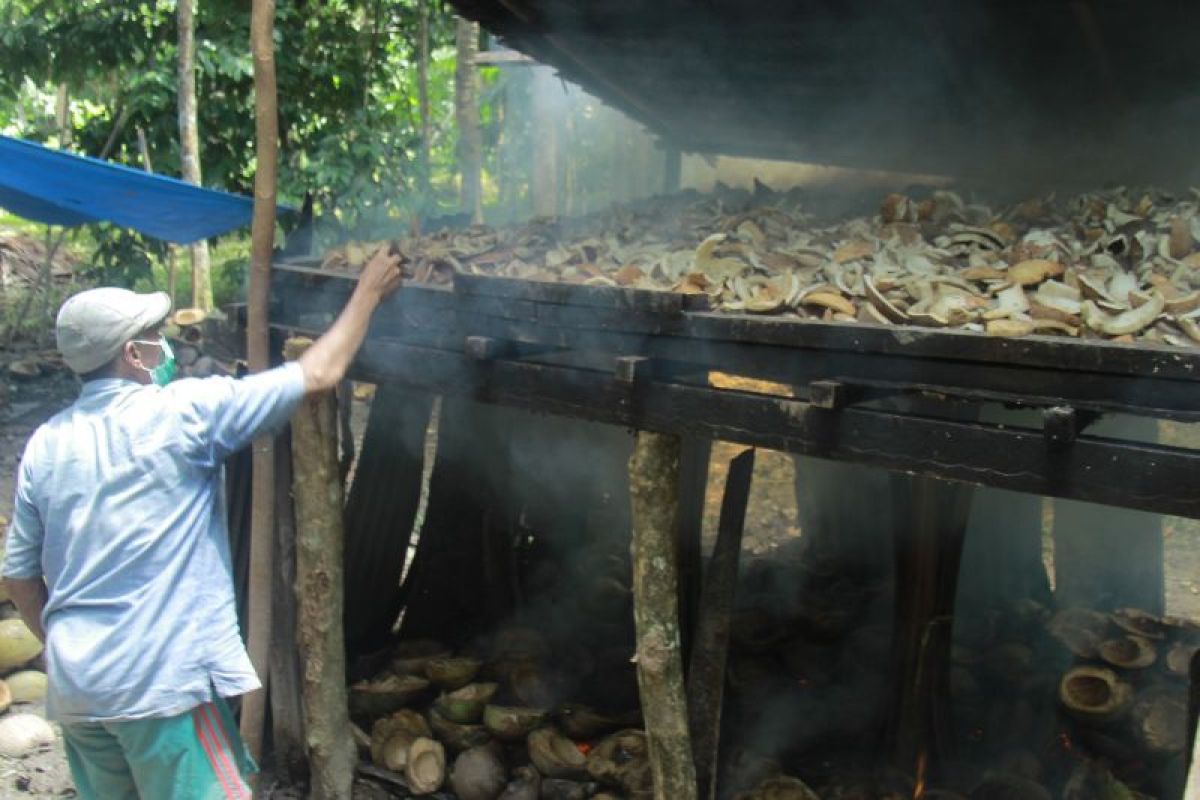 Harga komoditas kopra tembus Rp12 ribu per kilogram di  Halmahera Utara