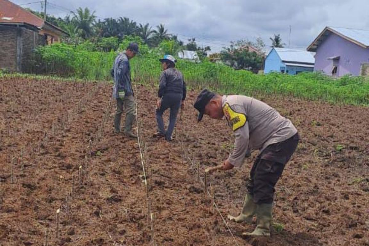 Polsek Bosar Maligas tanam ubi kayu dukung ketahanan pangan