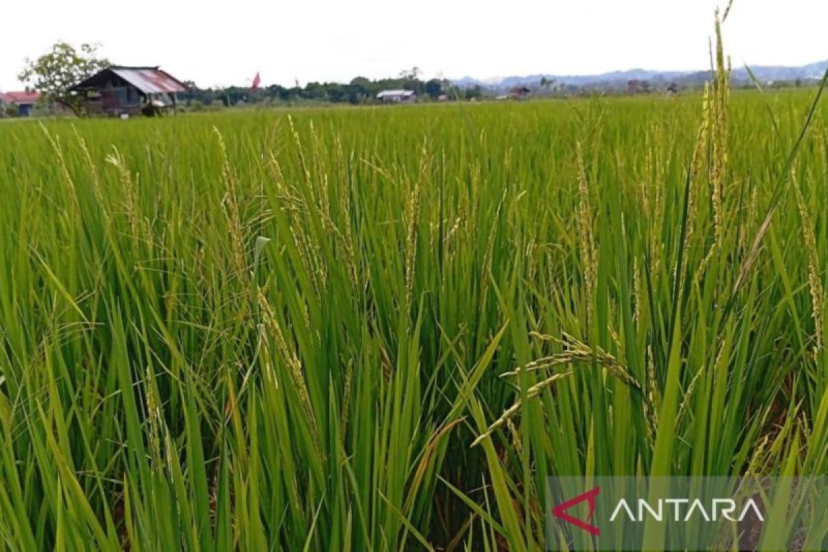 Petani Kaltim  sejahtera ditandai NTP sebesar 139,16