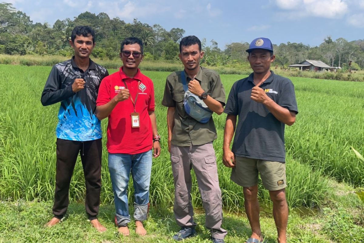 Kementan mendampingi petani kendalikan OPT tanaman padi di Bintan