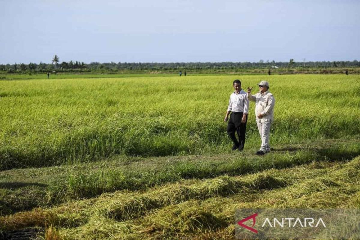 Yayasan Madani: Food estate perlu perhatikan daya dukung lingkungan