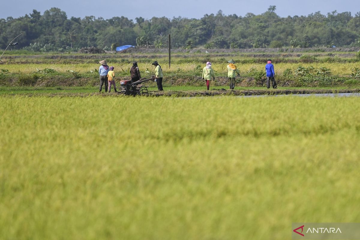 Presiden Prabowo tinjau lahan percontohan untuk lumbung pangan Merauke