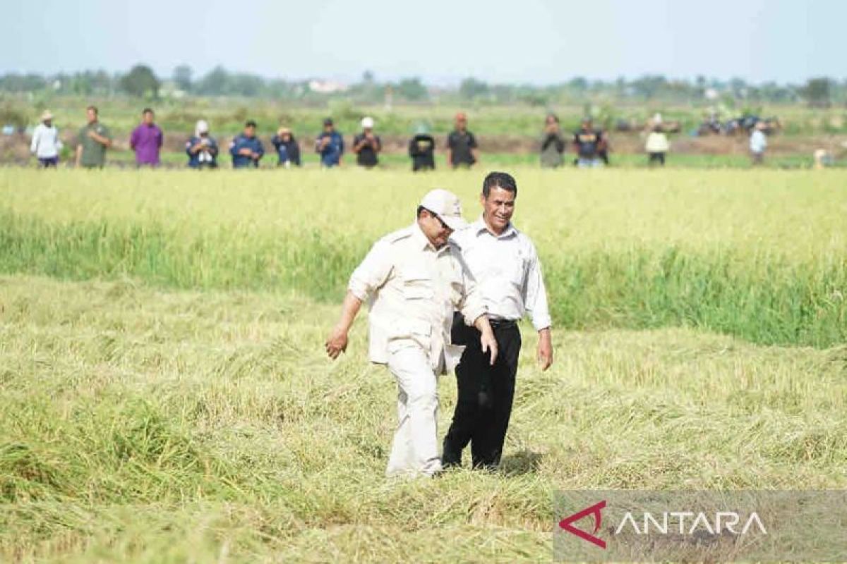 Mentan dampingi Presiden Prabowo tinjau lahan pertanian Merauke