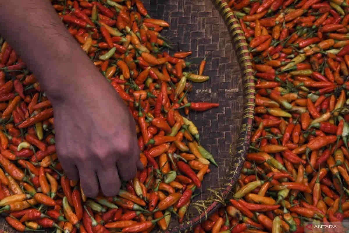 Harga pangan Senin ini, cabai rawit naik menjadi Rp43.940 per kg