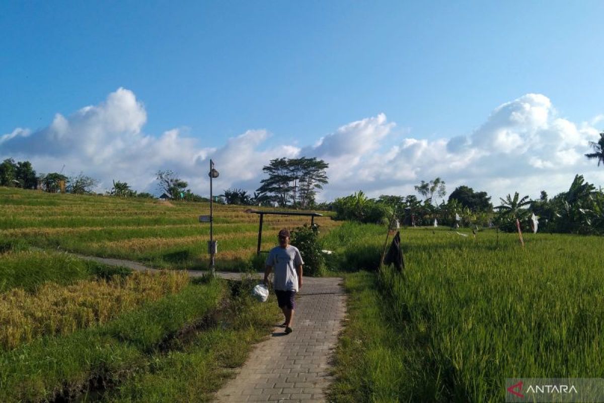 2.000 Ha lahan sawah di Denpasar terlindungi asuransi