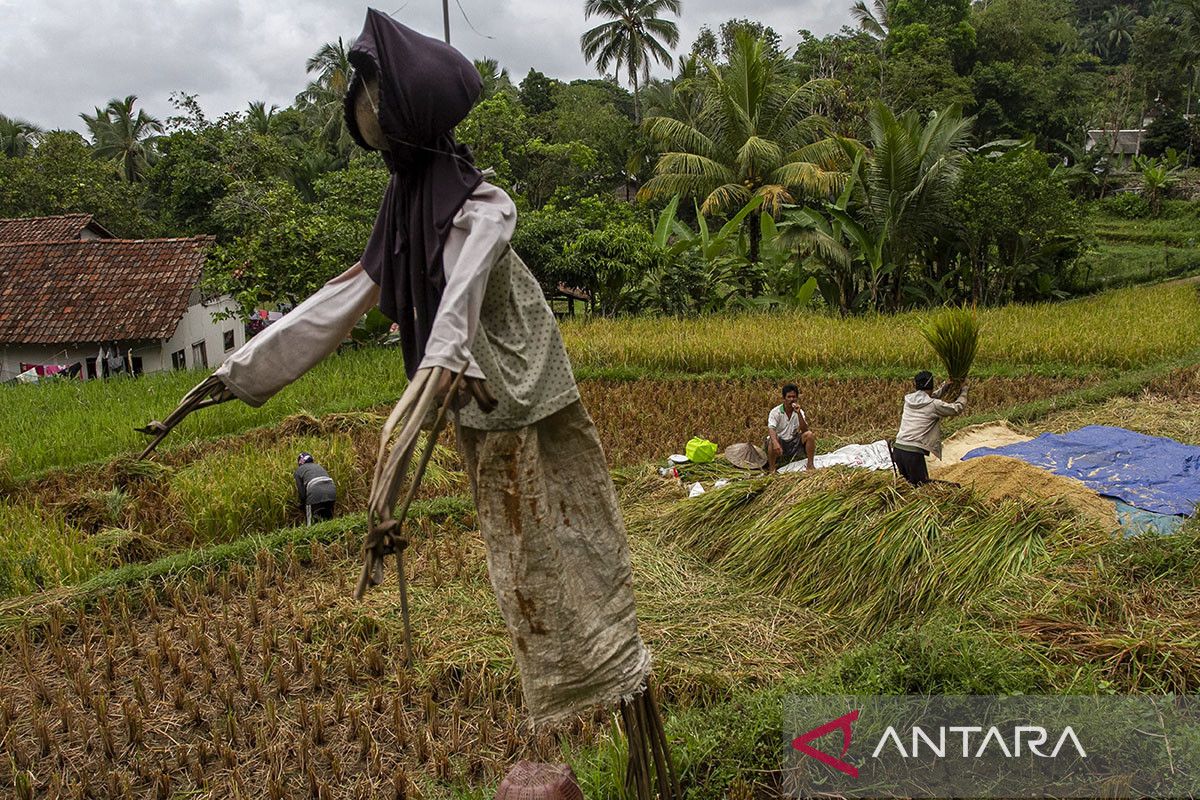 Luas panen dan produksi padi di Provinsi Banten menurun