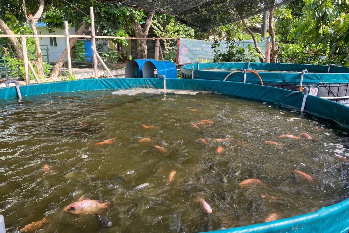 Mengisi masa pensiun dengan budi daya nila sistem bioflok