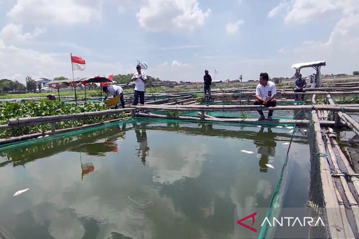 12,7 ton ikan di Waduk Cengklik Boyolali mati terdampak cuaca