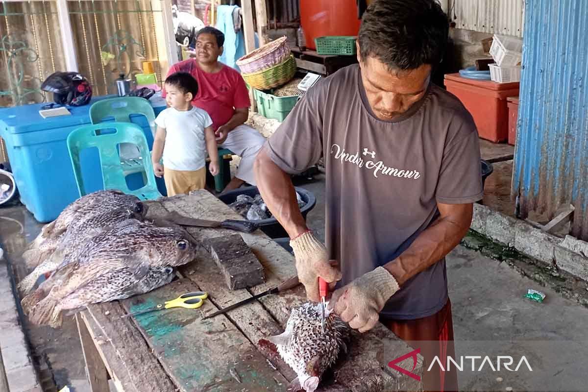 UMKM di Aceh pasok gelembung ikan buntal untuk pasar ekspor