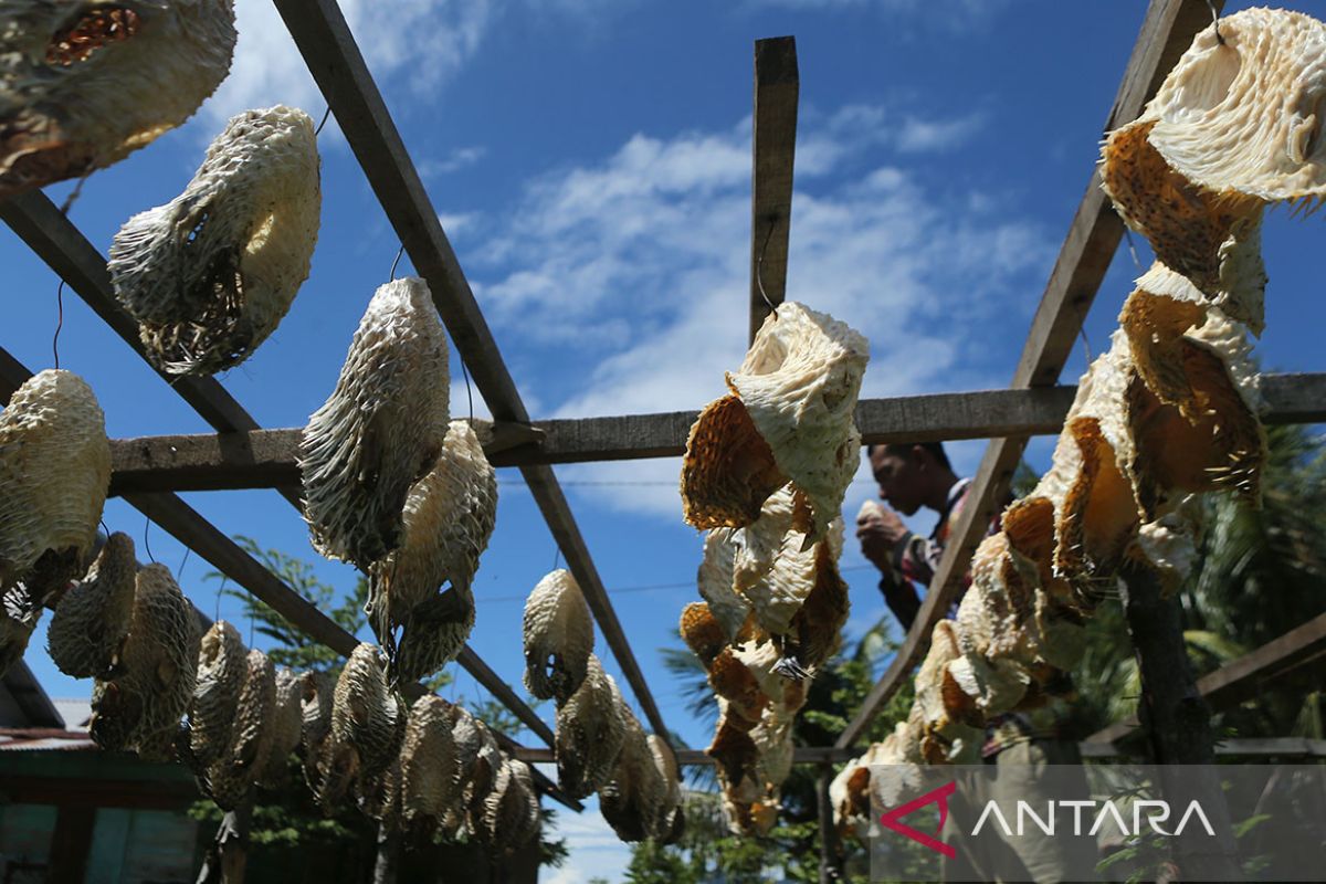 FOTO - Usaha produksi gelembung ikan buntal