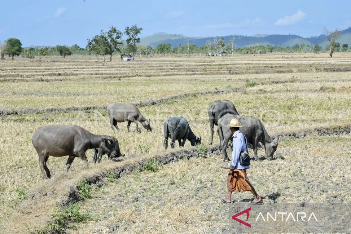 Dinsos NTB distribusikan 1,5 juta liter air untuk warga terdampak kekeringan