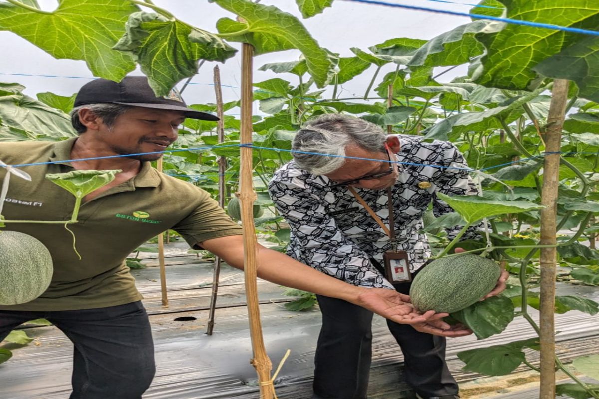 Meraup "cuan" dari pertanian berkelanjutan di Sleman