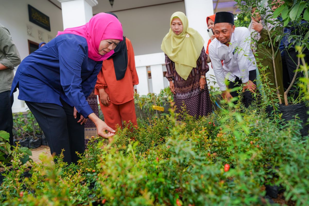 Khofifah sebut pembibitan buah di desa Juwet patut jadi Percontohan