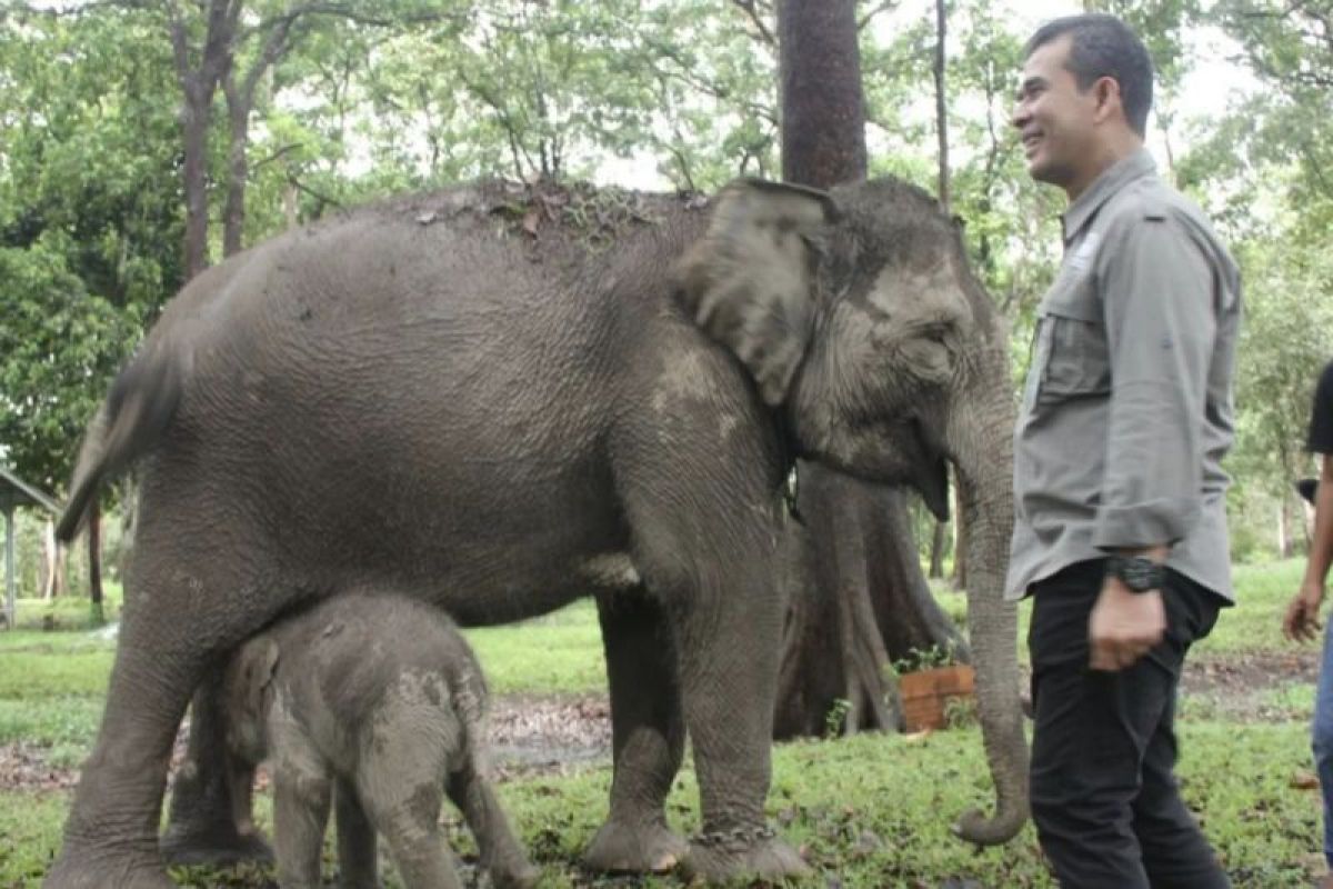 Seekor bayi gajah lahir di TWA Buluh Cina Kampar Riau