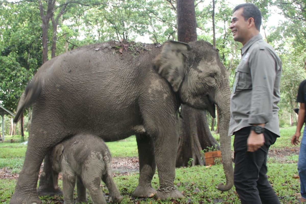 Gajah sumatera lahir di TWA Buluh Cina