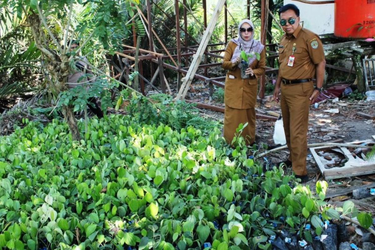 Disbun Kaltim  intensifikasi lada di tiga daerah