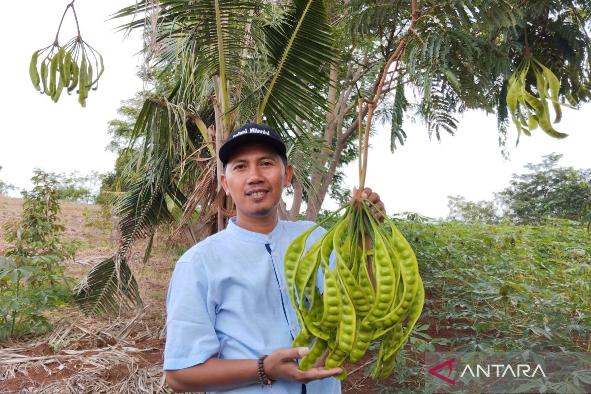 Ketika petai asal Pati tembus pasar Jepang