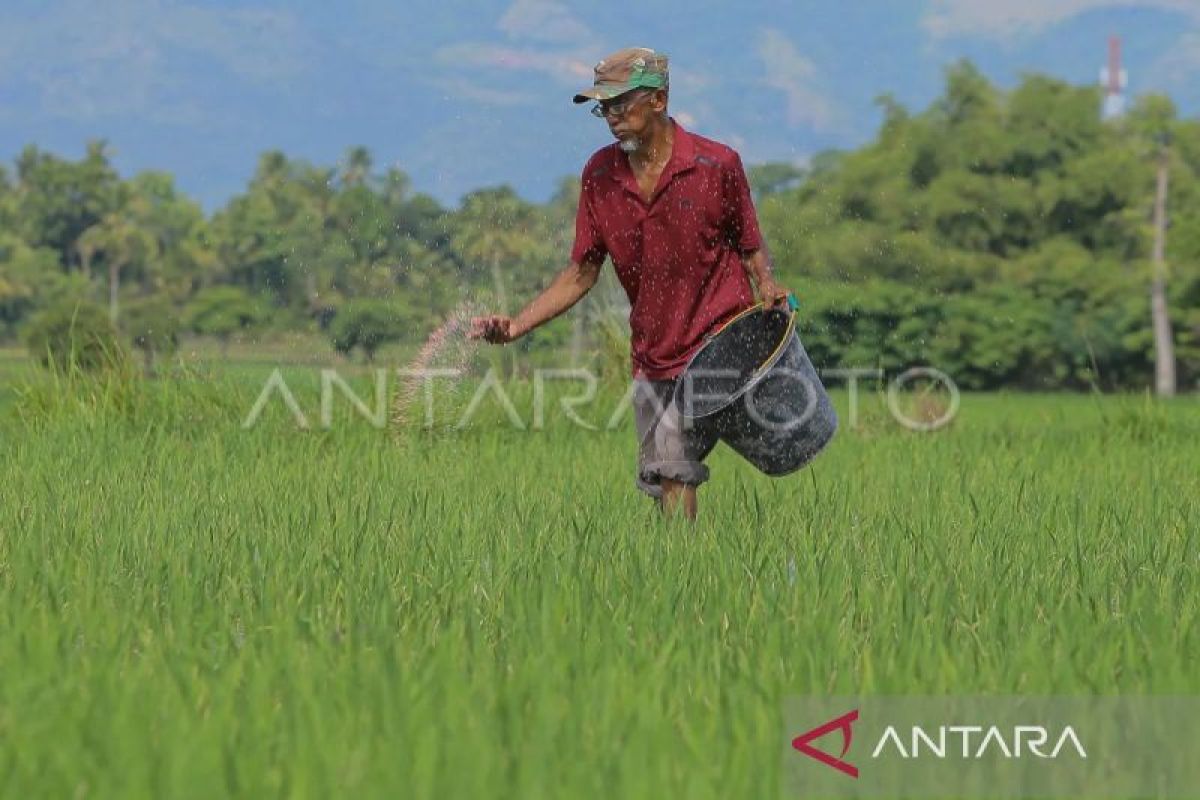 BPS proyeksikan Aceh produksi 946,71 ribu ton beras selama 2024