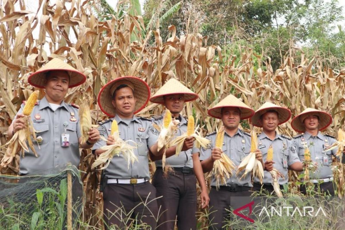 Rutan Tarutung panen jagung dan sayuran bagian akselerasi dukung asta cita presiden