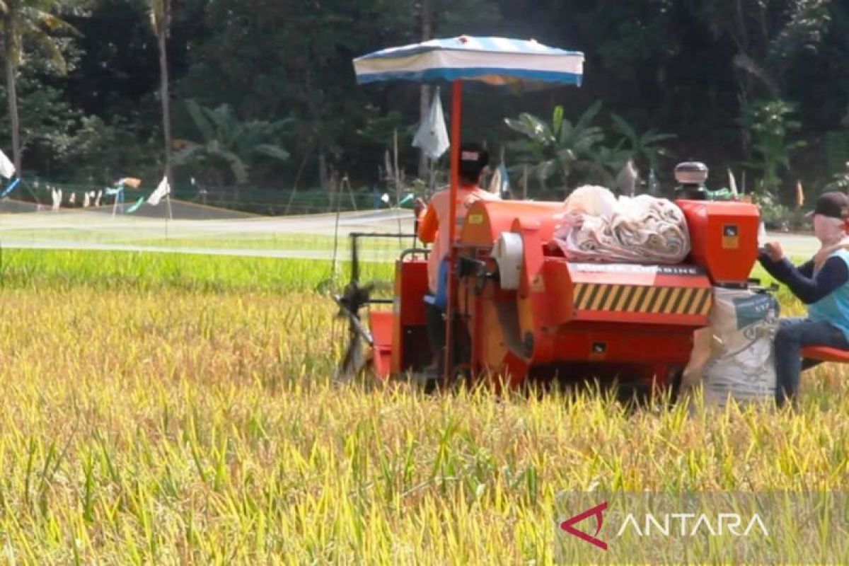 BPS Kaltim  perkirakan produksi padi 2024 mencapai 229.280 ton GKG