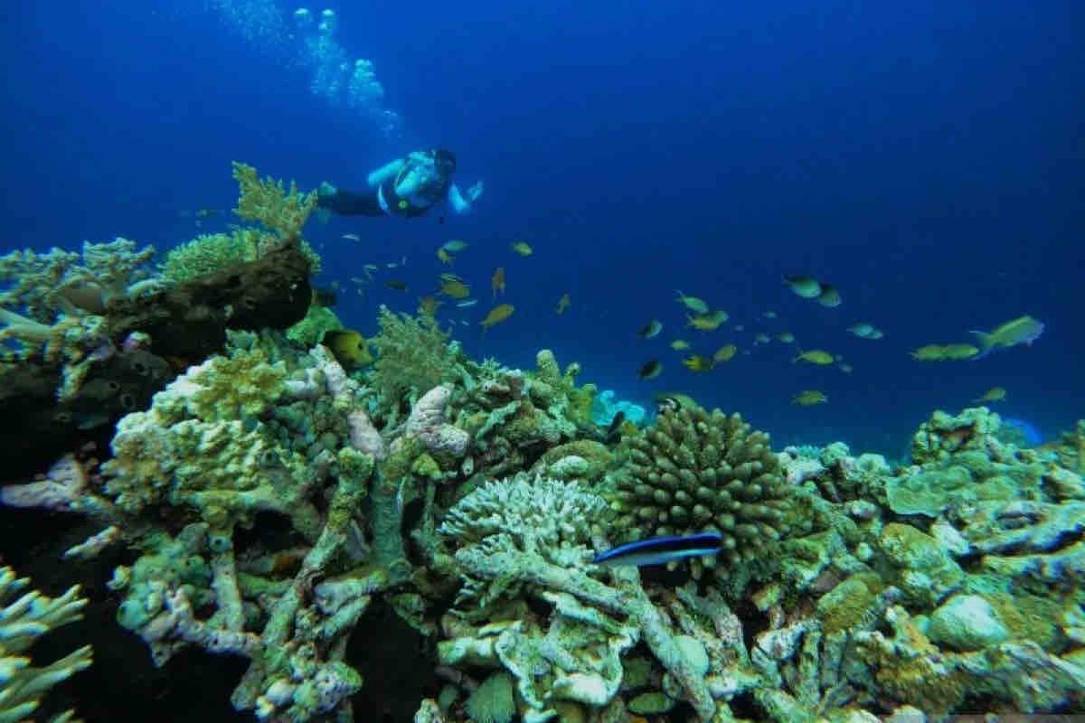 Menghidupkan jalur udara menuju "surga bawah laut"