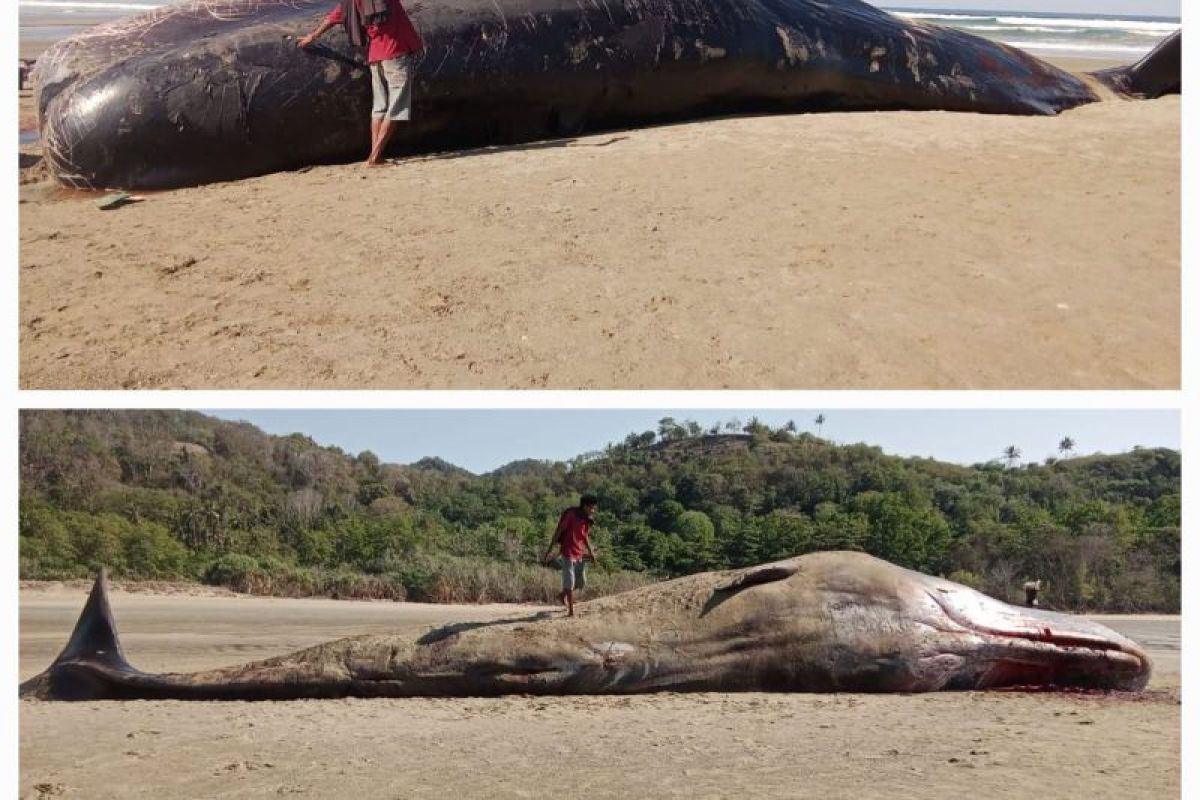 Seekor paus sperma terdampar di pesisir pantai Sumba Timur