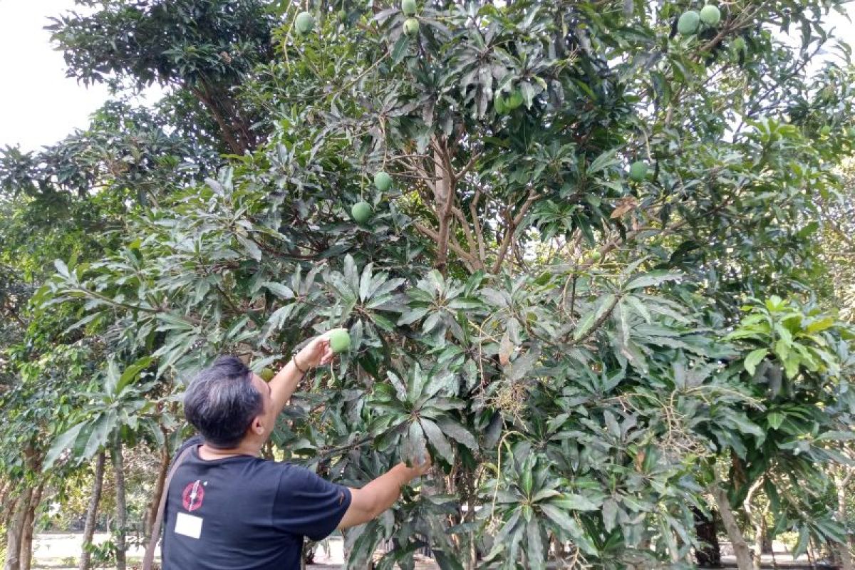 Menjaga dan lestarikan varietas mangga Mentaram untuk ekonomi masyarakat