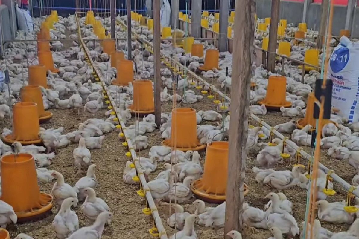 Dinas Pertanian Pessel bina dan monitoring usaha ternak ayam potong