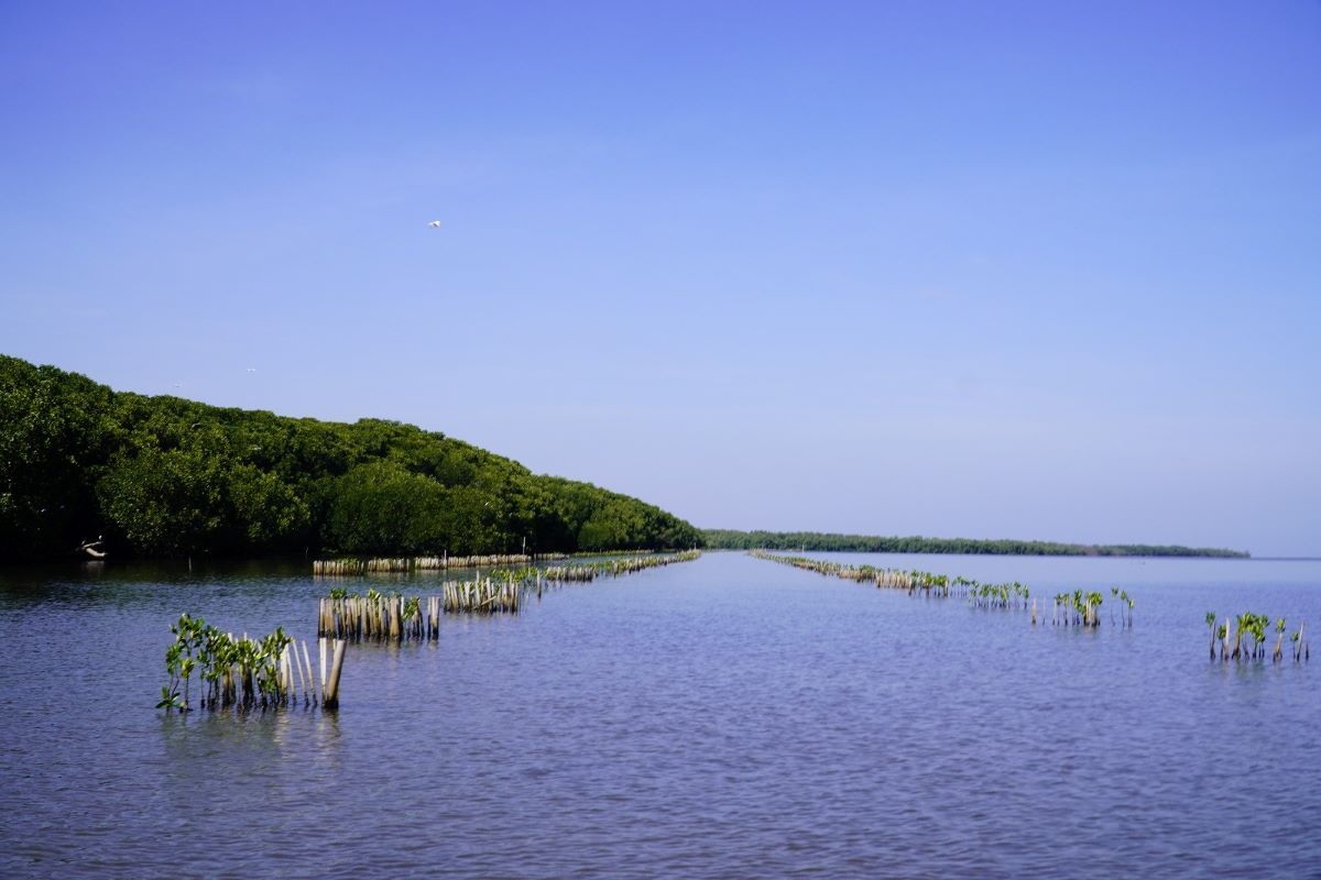 SPJM Pelindo merehabilitasi mangrove 87,33 persen dari target 3 ha