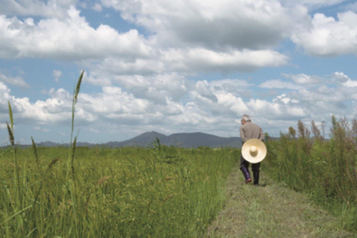 From Rice Farming to Biochar: Greenery to Showcase Innovative, Low-Carbon Agriculture at COP29