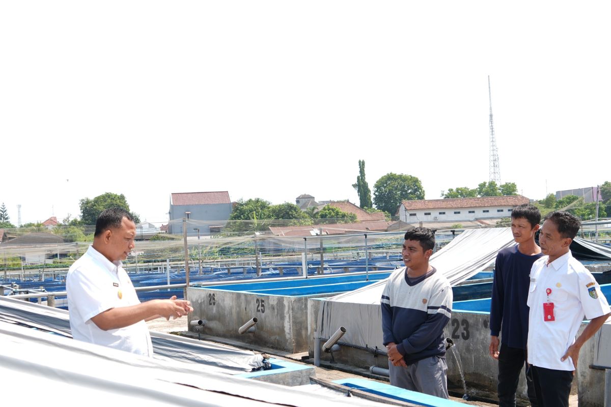 Pemkab Kediri ungkap produksi ikan lele melimpah