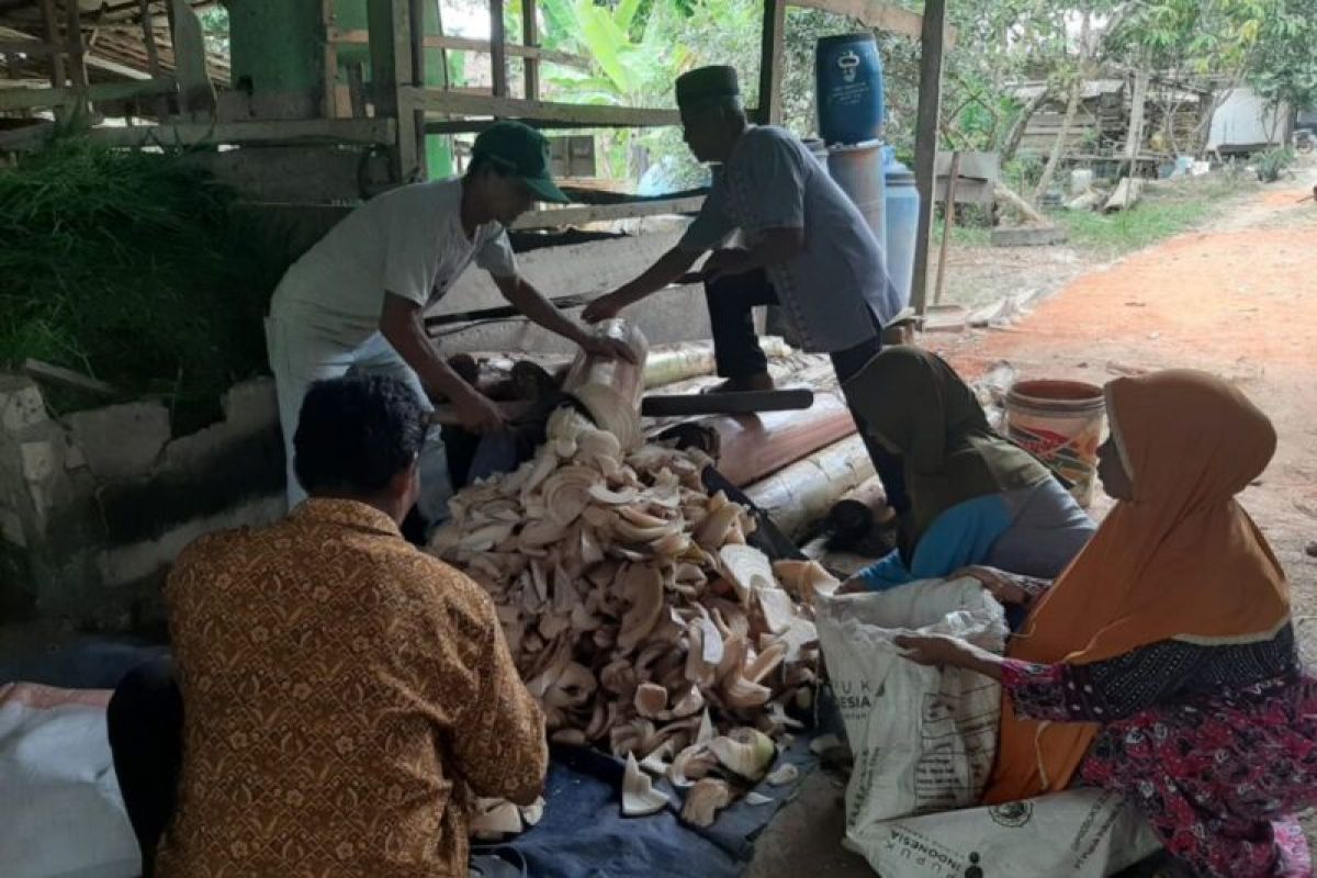 Dosen Unja ajarkan pemanfaatan limbah batang pisang jadi pakan ternak