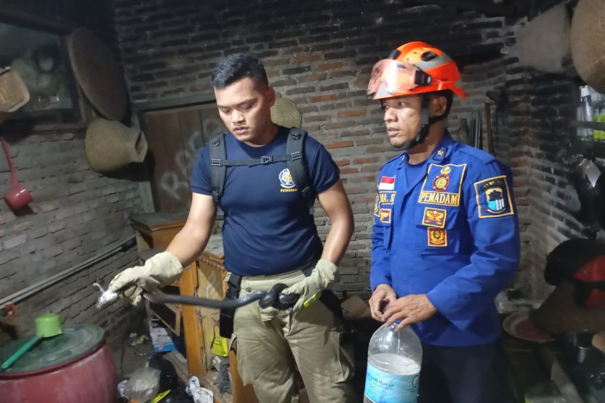 Pemkab Lebak imbau warga jaga kebersihan cegah hewan liar masuk rumah