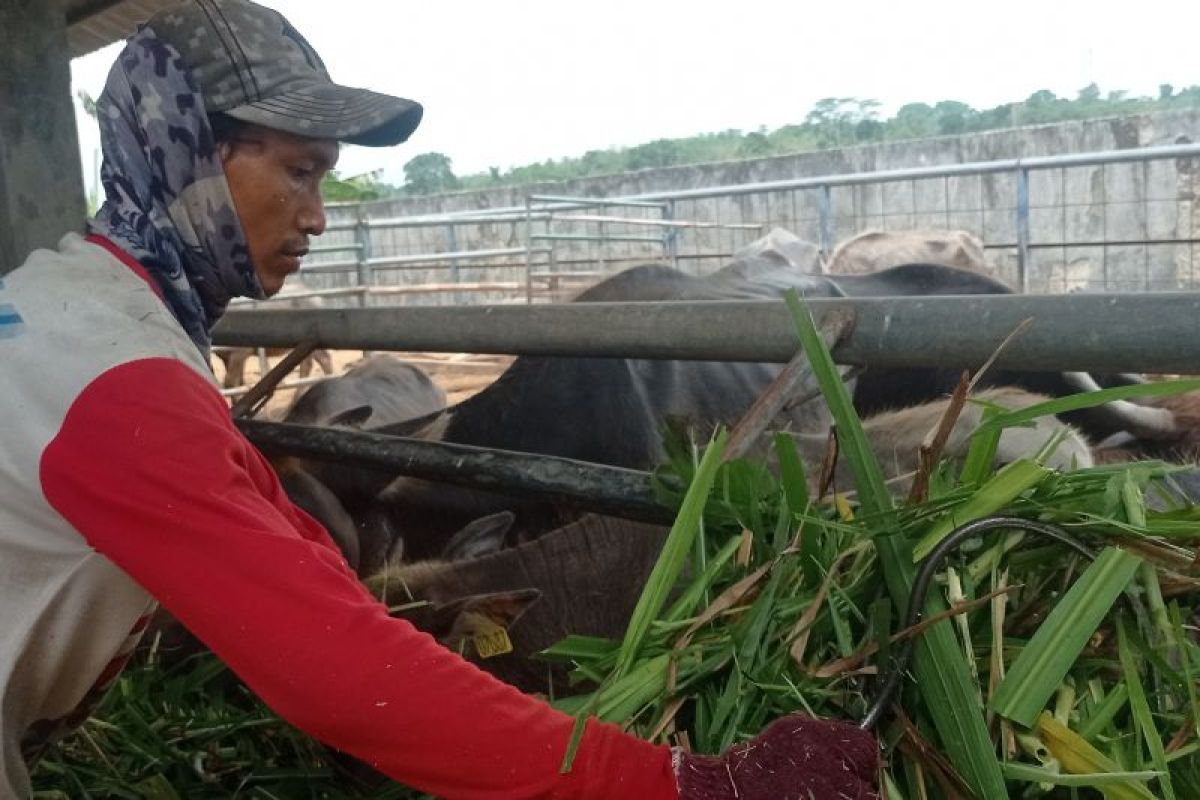 Pemkab Lebak kembangkan bibit kerbau unggul