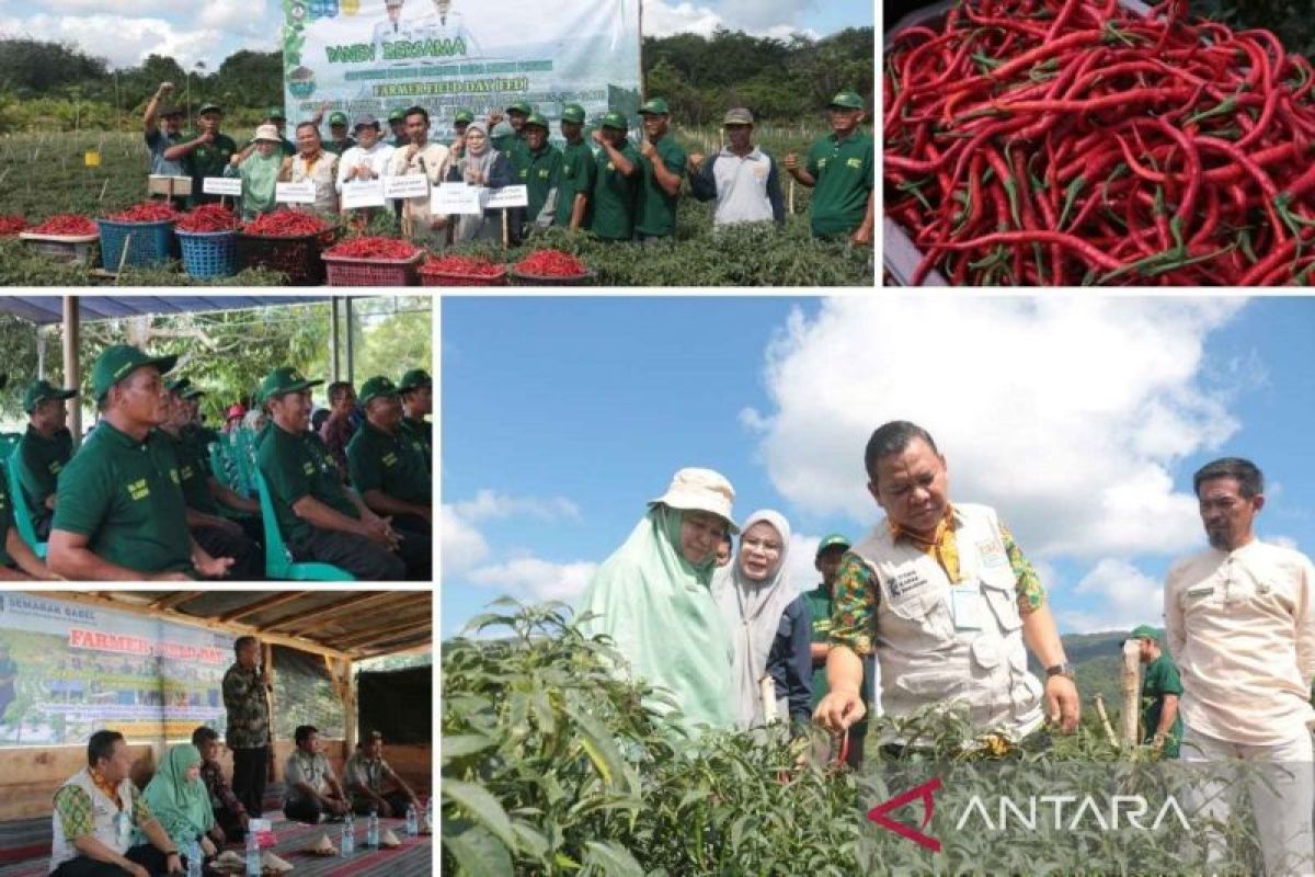 Bangka Tengah kembangkan teknologi proliga tingkatkan produksi cabai